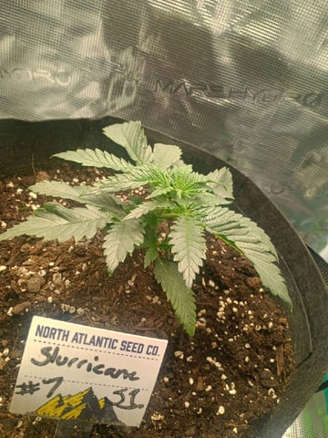 lil Slurry, first grow — vegetative, day 18