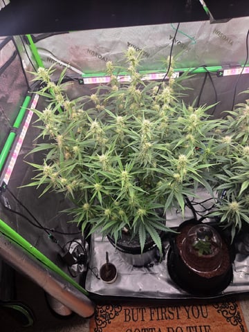 Northern Lights / Banana Kush — flower, day 72