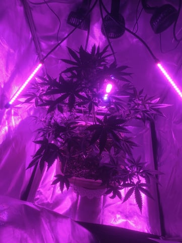 Purple Amnesia Autoflower — flower, day 46