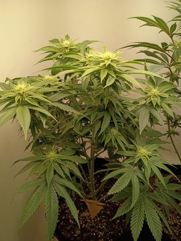 Lokie OG x Permanent Marker — flower, day 74