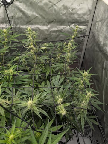 Grow #4 — flower, day 46