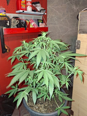 Banana  — auto, day 43