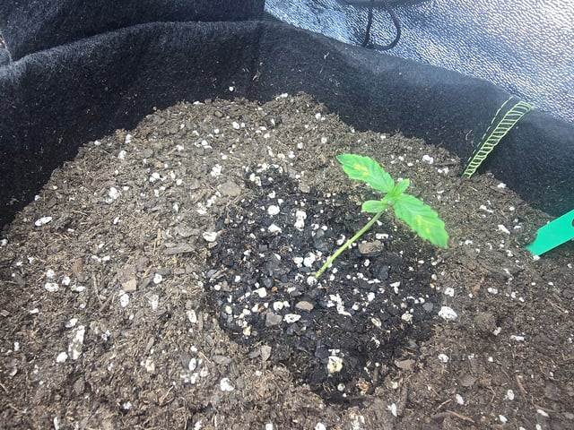 3rd Auto Grow — seedling_rooting, day 28