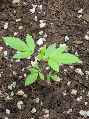 Audrey III — vegetative, day 39