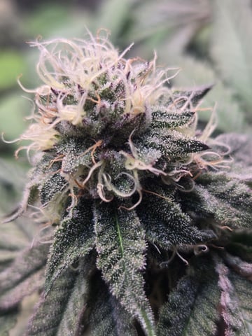 Looking for advice! — flower, day 81