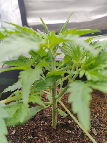 Fast Buds Gorilla Z auto — vegetative, day 22