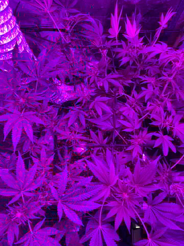 Amnesia Haze (First Ever Grow) — flower, day 75