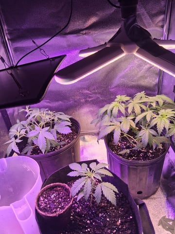 My Girls — vegetative, day 5