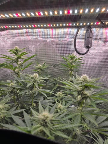 Northern lights #10 (Alaska) — flower, day 58