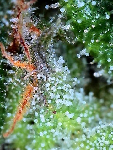 trying some bag seeds — flower, day 70