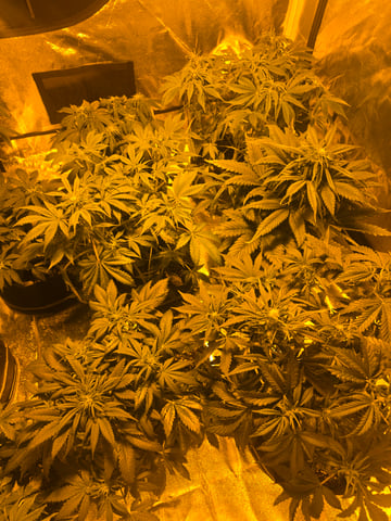 2nd Autoflower Indoor Grow — flower, day 41