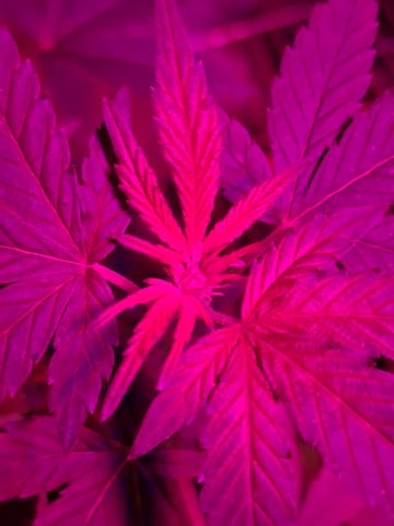 Crimson Haze — flower, day 7