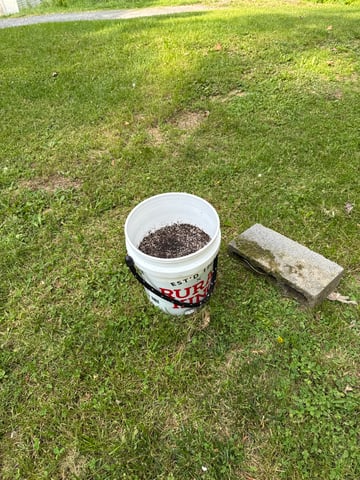 •Freedom Grow• — seedling_rooting, day 7