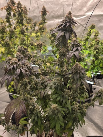Mandarin Skywalker Crasher — flower, day 117