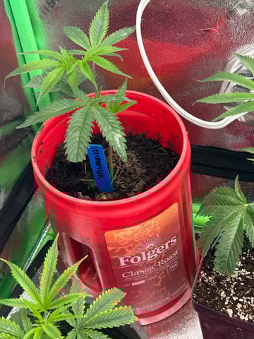 first indoor tent grow — vegetative, day 1