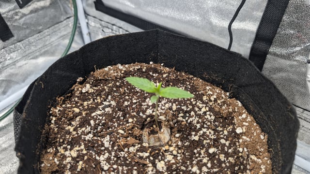 Grow 1 — seedling_rooting, day 12
