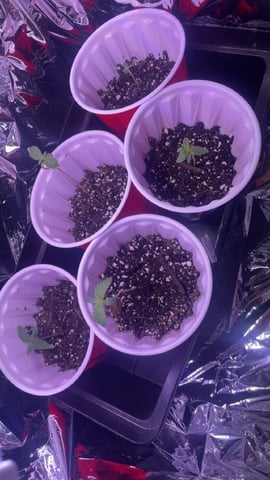 Banana Blaze  — vegetative, day 13