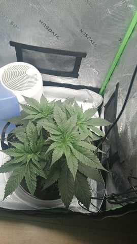 Critical Purple Kush — vegetative, day 50
