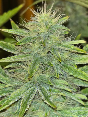 2nd Autoflower Indoor Grow — flower, day 65