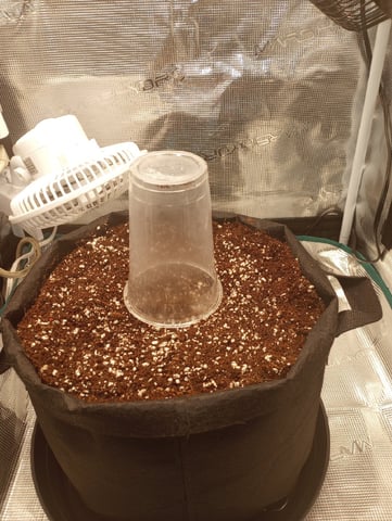 Pineapple Trainwreck  — germination, day 1
