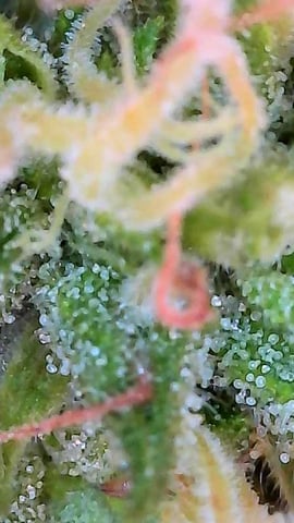 First ever grow — flower, day 78