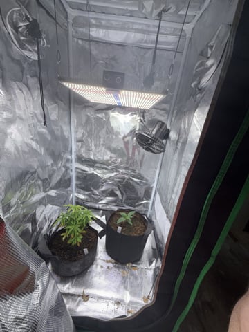 Indoor — vegetative, day 16