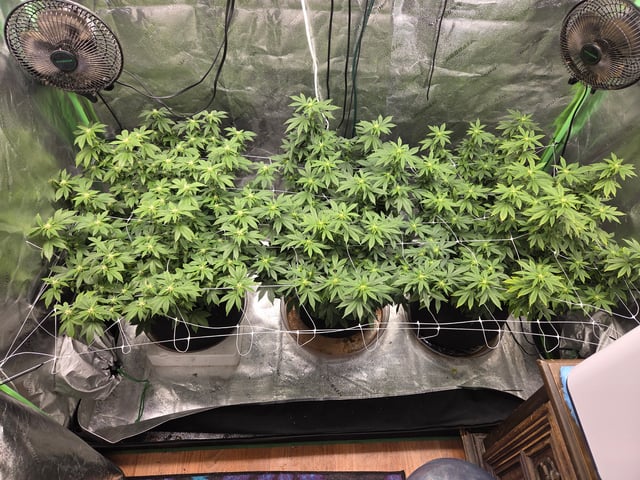 new bee's  — flower, day 101