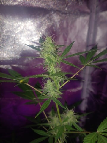 aurora auto — flower, day 84