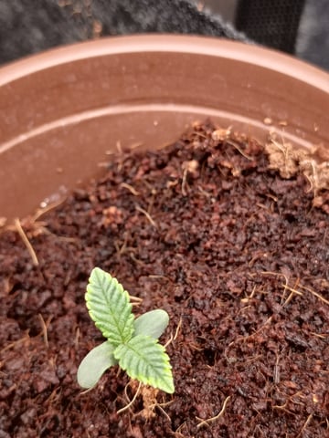 1st Grow Eva — seedling_rooting, day 9