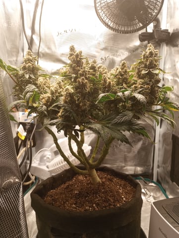 Wizard Punch first grow  — flower, day 115