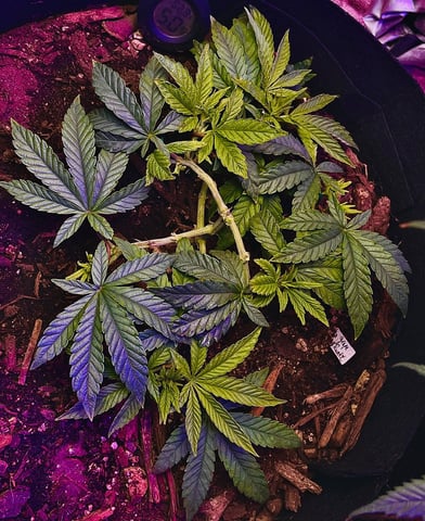 Purple Plum Perfect 💜 & 2 Grape Runtz 🍇 Mainlining garden.  — vegetative, day 107