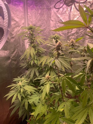 Tangie — flower, day 82