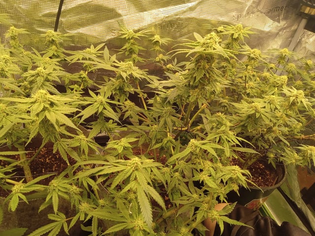 Blueberry critical kush x purple peyote wifi  and one L.a kush cake . — vegetative, day 25