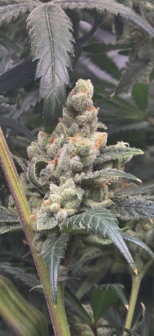 strawberry guava bx — flower, day 30