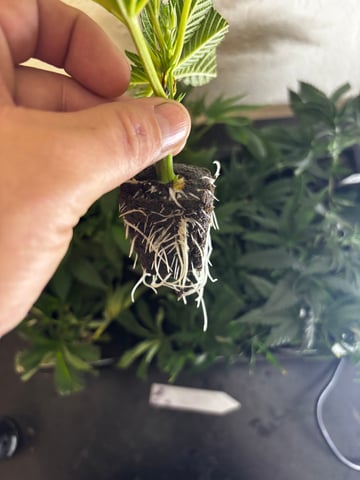 Pink Passion Fruit — vegetative, day 40