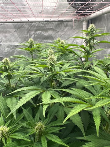 Grow#2 — flower, day 57