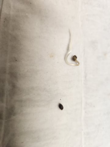 Sour Diesel (started Aug 30th 2025) — germination, day 4