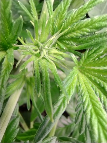 First grow — flower, day 35