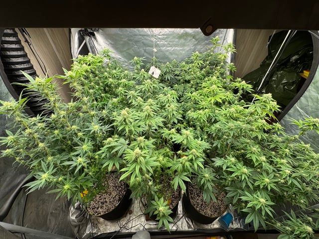 Hollywood Headband and LimeHeads  — flower, day 130