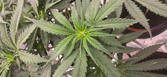 Smooth Nuggies (the future #1 & Pruple widow ) — flower, day 1