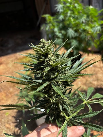 Autoflowers — flower, day 53