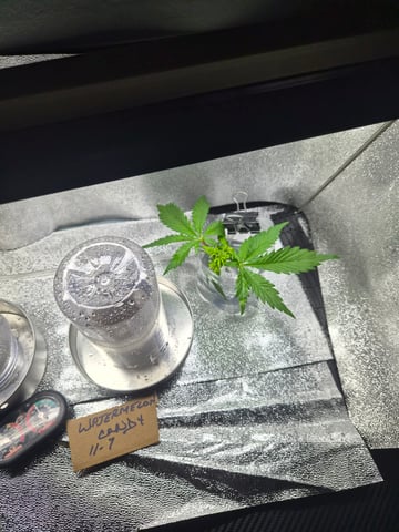 I'll get it right — vegetative, day 35