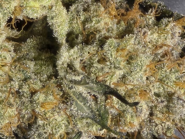 Hydroponic Photos — done, day 115