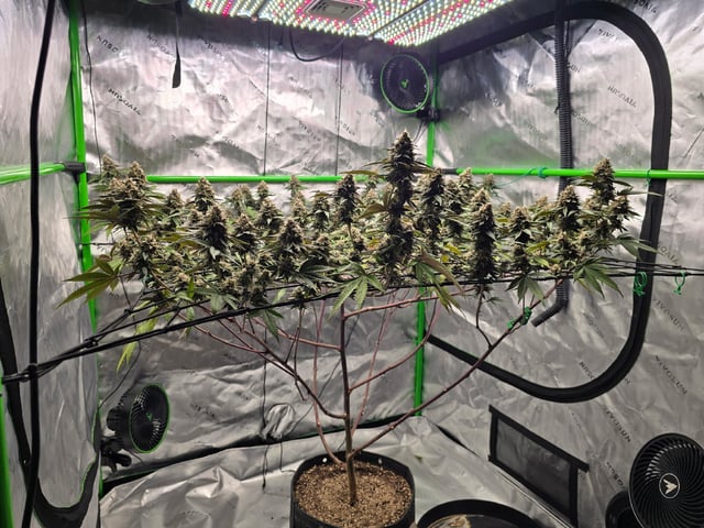 CLONES — flower, day 110