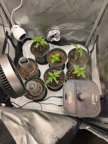 Homegrown - 🍒 🥧 & GSC Auto, 🚀 Seeds 🍌 Buttercups  — vegetative, day 19