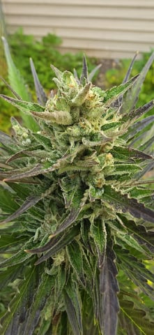 Watermelon Auto — flower, day 78