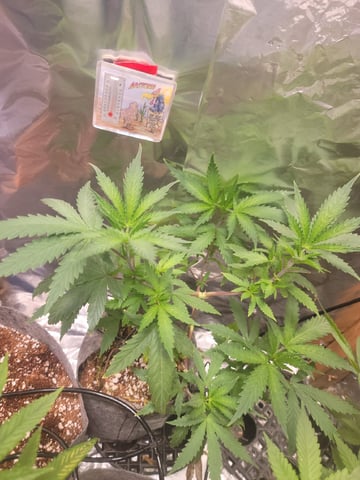 Ghetto Growing