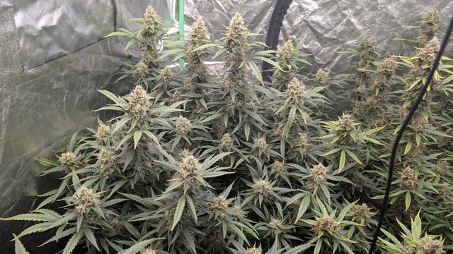 Strawberry Cheesecake Seedsman Seeds Autoflowers x2 — flower, day 84