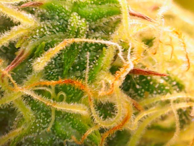 Pine (Auto) 2025 - 0 — flower, day 71