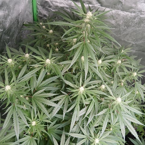 run #3 — flower, day 64